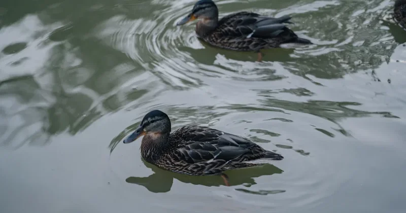Циклон из Москвы накроет Казахстан