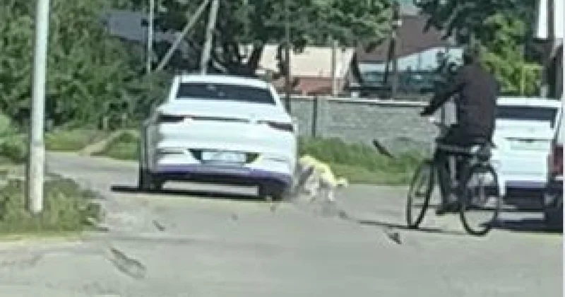 Собаку привязали к автомобилю и мучили в Жетысу (ВИДЕО)
