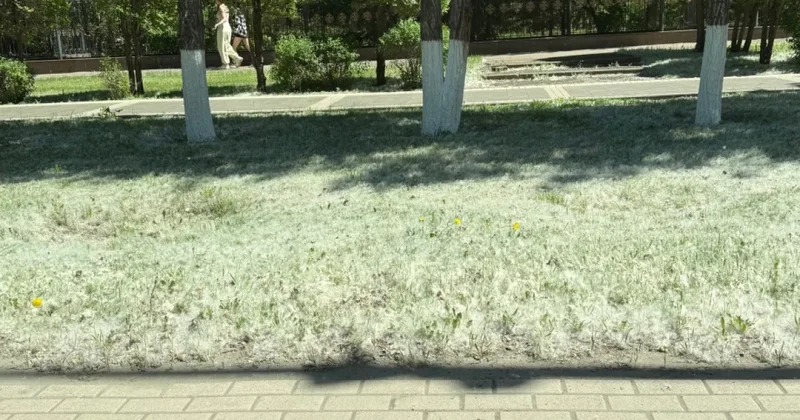Стало известно, когда в Астане закончится тополиный пух