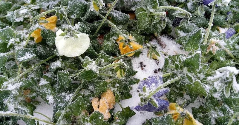На почве заморозки до 4°С: что ждать от погоды в Астане