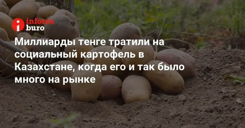 Миллиарды тенге тратили на социальный картофель в Казахстане, когда его и так было много на рынке