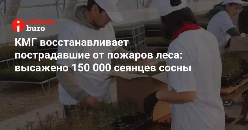 КМГ восстанавливает пострадавшие от пожаров леса: высажено 150 000 сеянцев сосны
