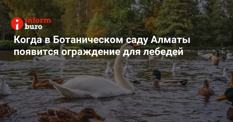 Когда в Ботаническом саду Алматы появится ограждение для лебедей