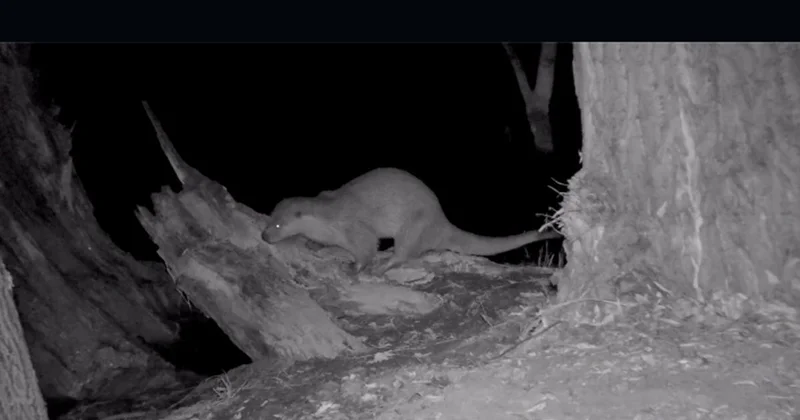 Краснокнижное речное животное попало в объектив фотоловушки на Чарыне (видео)