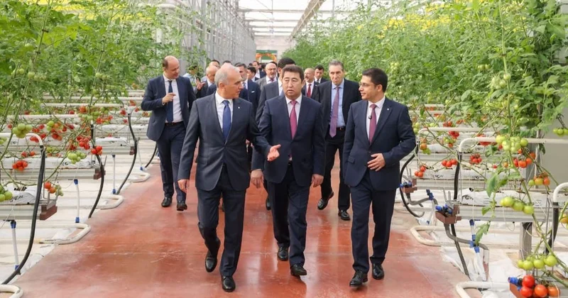 В Шымкенте получили первый урожай томатов в тепличном комплексе Alsera KZ