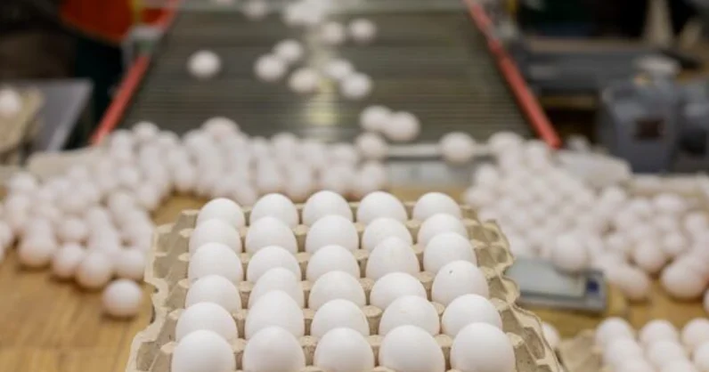 РФ дан тауық жұмыртқаларын заңсыз әкелмек болған партия анықталды