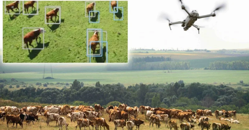 Дронмен мал бағып, GPS пен бақылайды