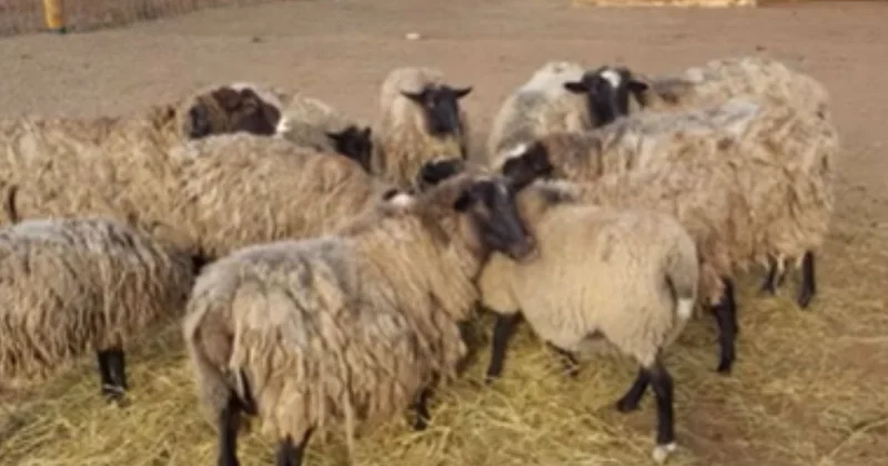 ​Құлсарыда аулада тұрған малды жыртқыш қырып кеткен