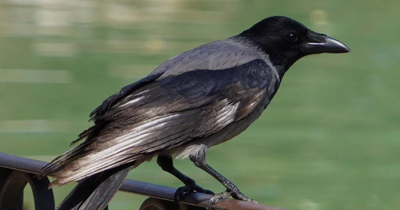 Қарғаның есте сақтау қабілеті бар