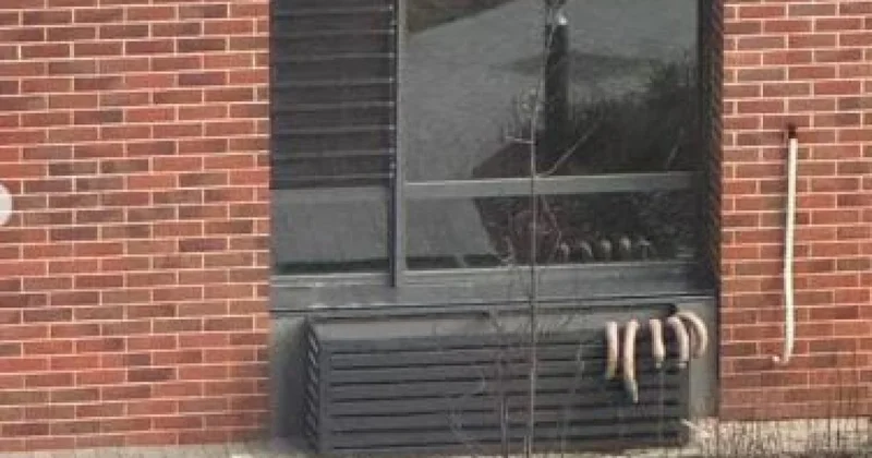 Сезон соғыма: астанчане развесили мясо прямо во дворе дома (ВИДЕО)