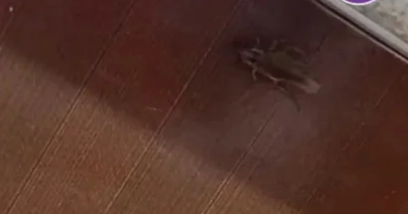 Алматыда тарақандар өріп жүрген балабақша жабылды