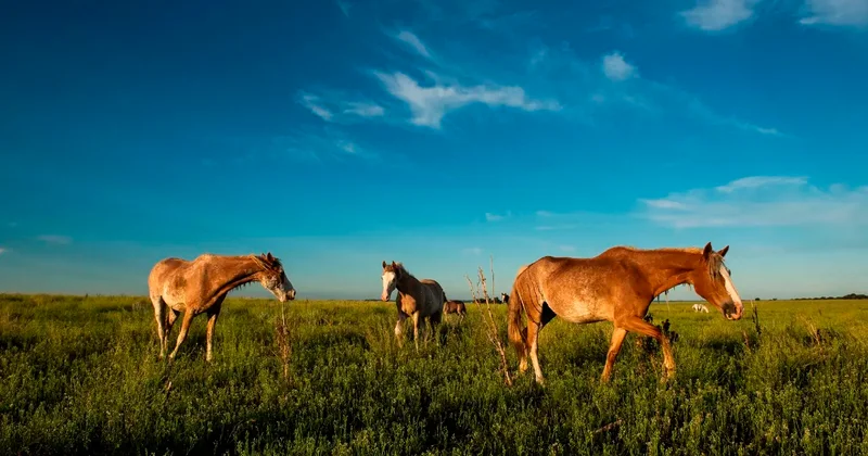 Кража 16 лошадей под Астаной: подозреваемым оказался глава крестьянского хозяйства