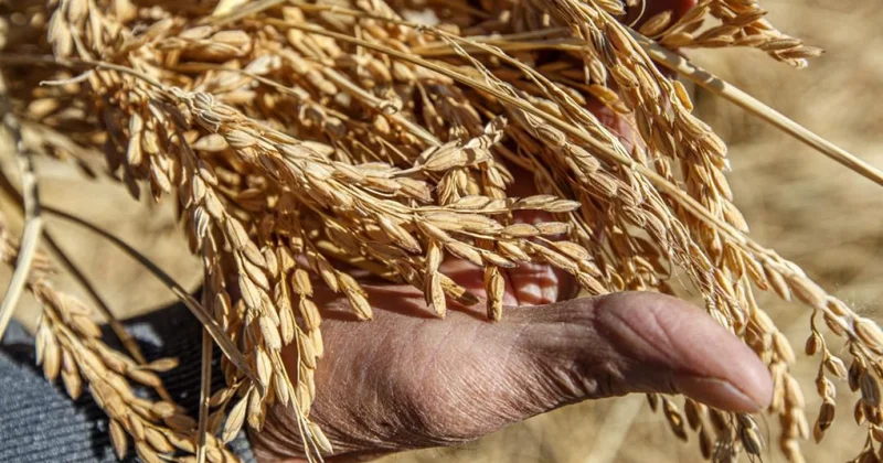 Жетісуда аграрлық сектор қарқынды дамуда