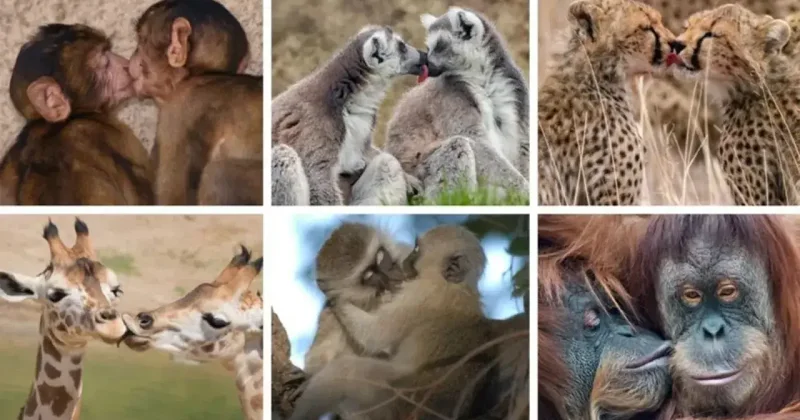 Целоваться на Земле начали ещё 21 миллион лет назад, утверждают учёные