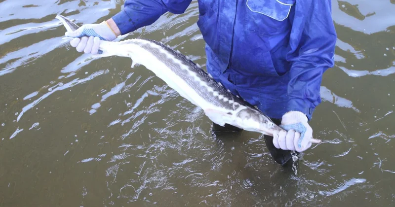 Атырау бекіре зауыты кімнің есебінен жаңартылып жатыр?