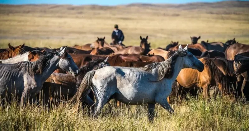 Астана маңындағы ірі мал ұрлығы: күдікті шаруа қожалығы басшысы болып шықты