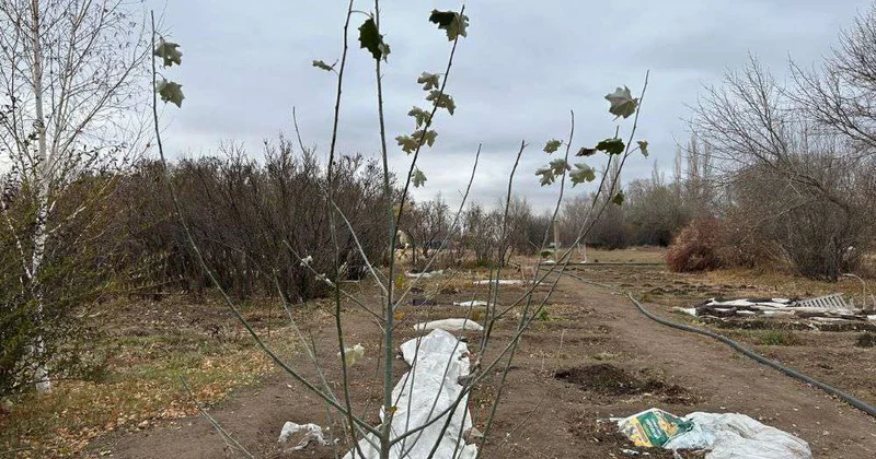 Зеленый фонд нуждается в защите