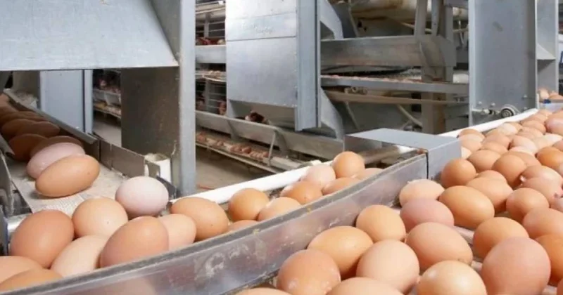 Ресейден заңсыз әкелінген тауық жұмыртқалары анықталған