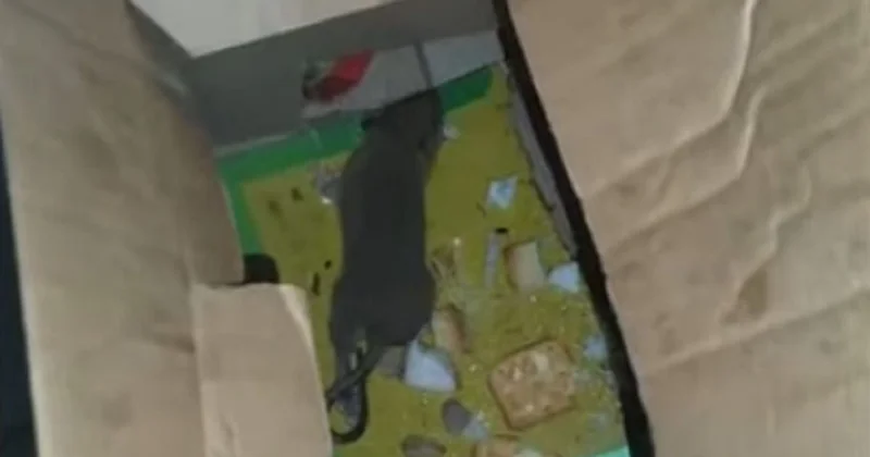 40 см без хвоста : агрессивные и гигантские крысы сводят с ума жителей Северного Казахстана