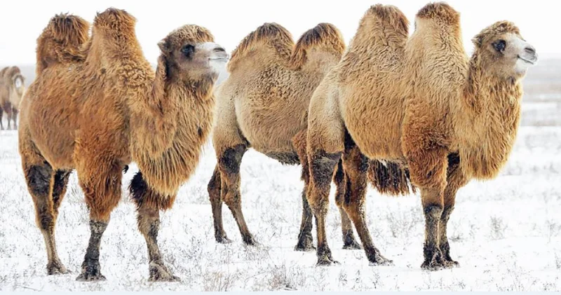 Түйе шаруашылығы түлеген жыл