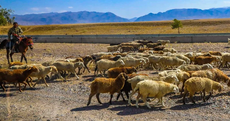 Шопандардың балаларын әскерге шақыртуды кейінгі қалдыру ұсынысы жасалды