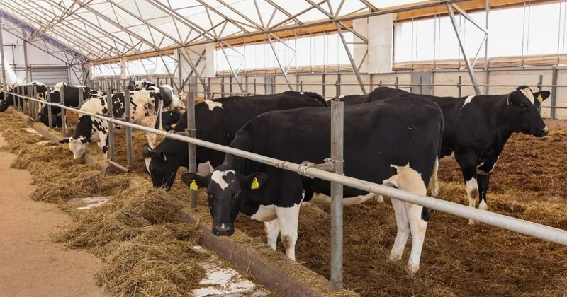 Елде мал шаруашылығының дамуына не кедергі