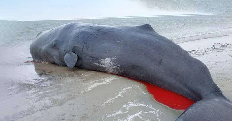 Кашалоты выбросились на берег в Дании