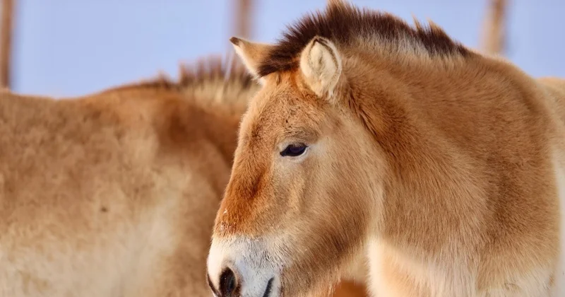 Қазақстан биоалуантүрлілікті сақтау ассоциациясы керқұландарды бақылауды күшейтті
