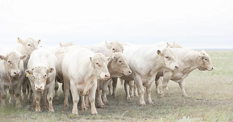 Ет экспортына талап жоғары