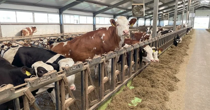 Мал шаруашылығында өсім бар