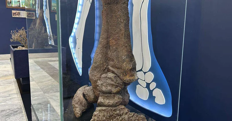 По следам гигантского носорога