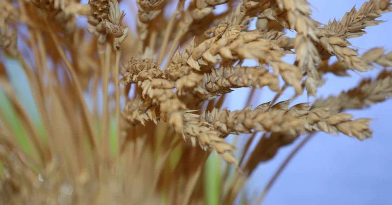 Казахстан экспортировал более 6 млн тонн зерна нового урожая