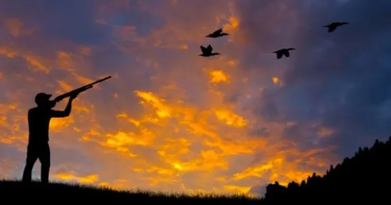 Открыт сезон охоты: несчастные гуси, бедные волки и счастливые сайгаки