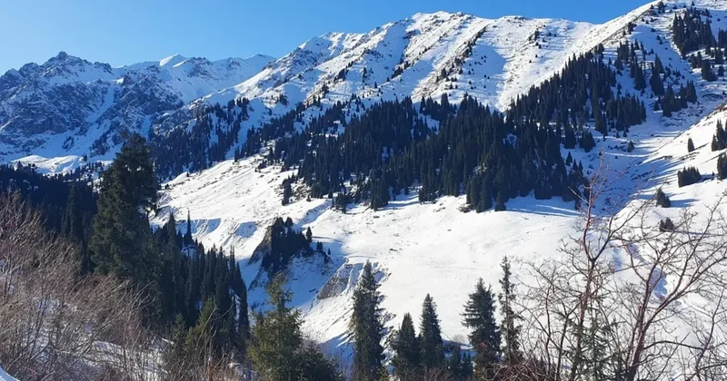 Большое дерево перекрыло дорогу в горах Алматы