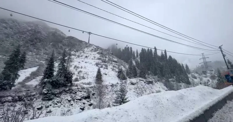 Непогода разбушевалась: на Шымбулаке рухнуло дерево и повреждены несколько кабинок