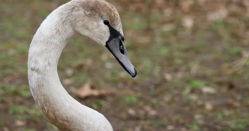 Движение поездов остановили из за лебедя на путях