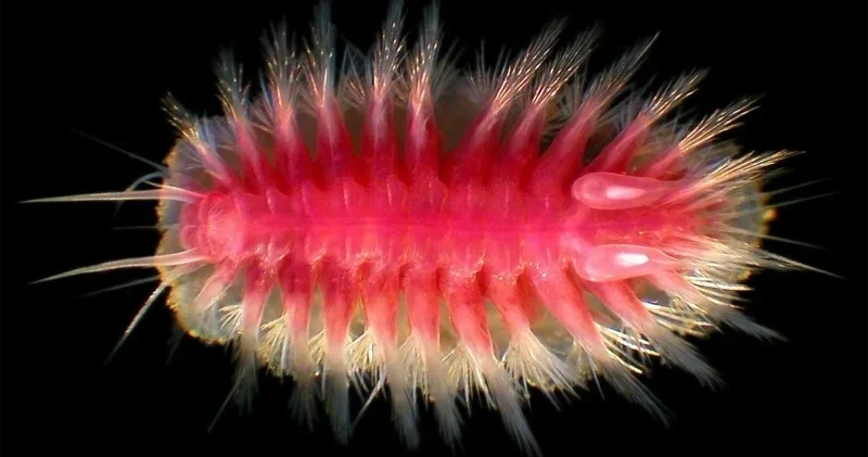 Мұхит түбінде киттердің өлексесімен қоректенетін тіршілік иелері бар