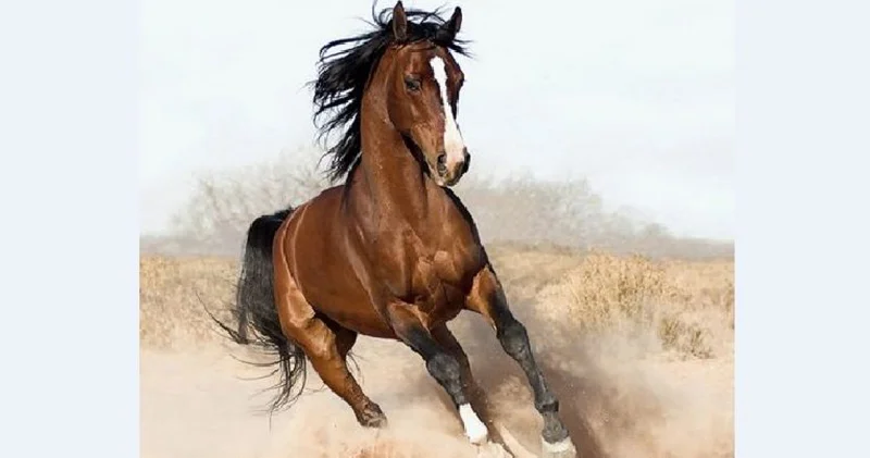 Төрлет, Арғымақ жыл!