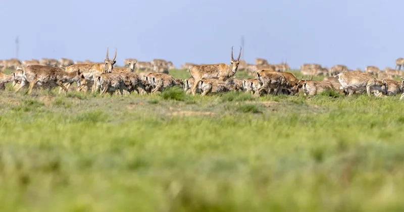 Қостанайлық фермерлер киіктерге байланысты егіс алқаптарын 30% ға қысқартуы мүмкін