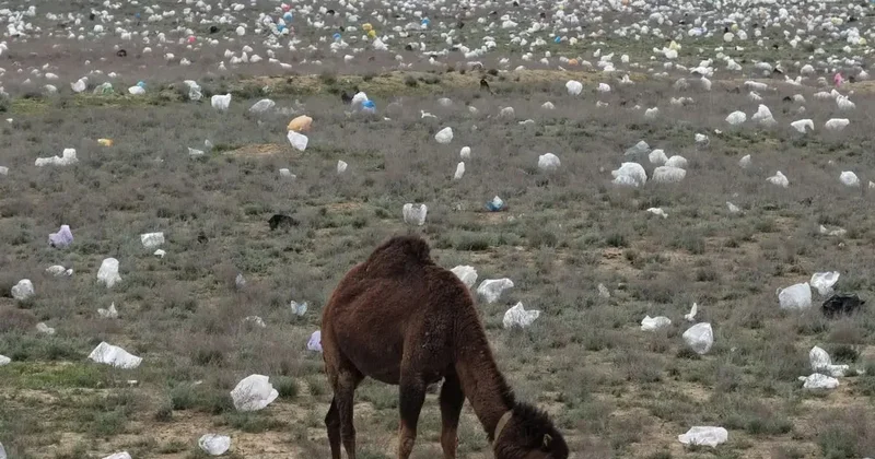 Власти Мангистау объяснили свалку посреди степи ветром и пожаром