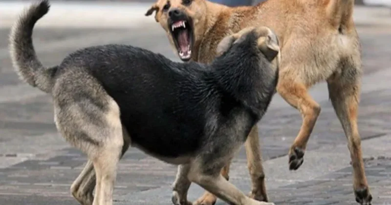 Атырауда қаңғыбас иттерді аулау жұмыстары 41 млн 760 мың теңгеге бағаланды