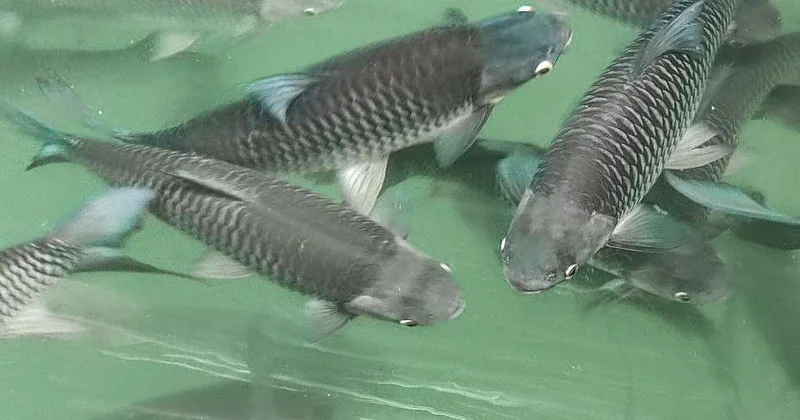 Степные озера получат паспорта