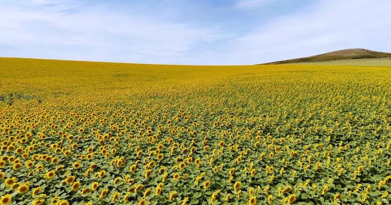 СҚО да майлы дақылдар алқабы 1 млн га жетті