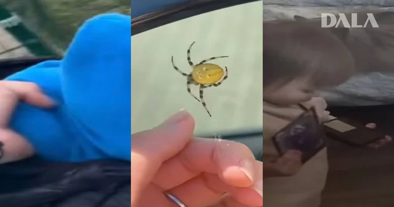 Когда комментарии смешнее видео: как пользователи делают контент еще интереснее