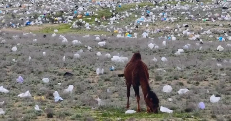 “Бұл жасанды интеллект деп айтыңызшы“ Маңғыстауда қоқысқа толған дала видеоға түсіп қалды