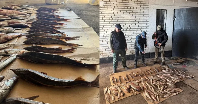 БҚО да заңсыз балық тасымалдаған күдіктілер анықталды