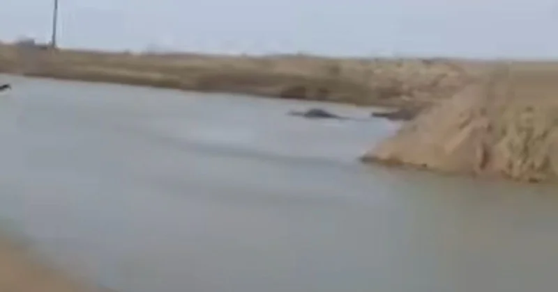 Жылыойда су азайып барады: фермерлер дабыл қағуда