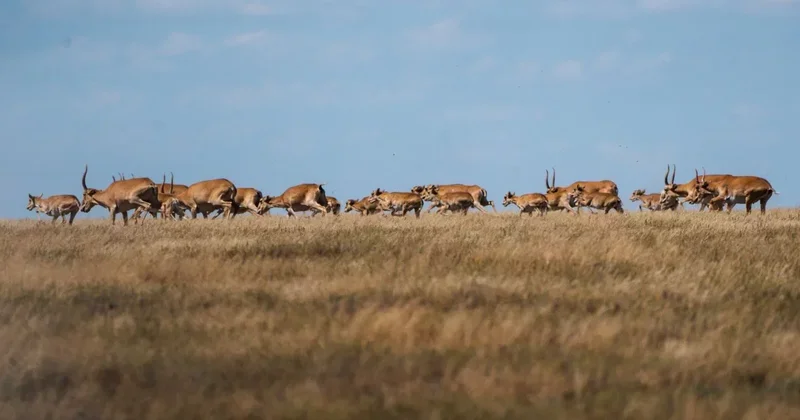 Фермеры Костаная просят разрешить отстрел сайгаков на полях
