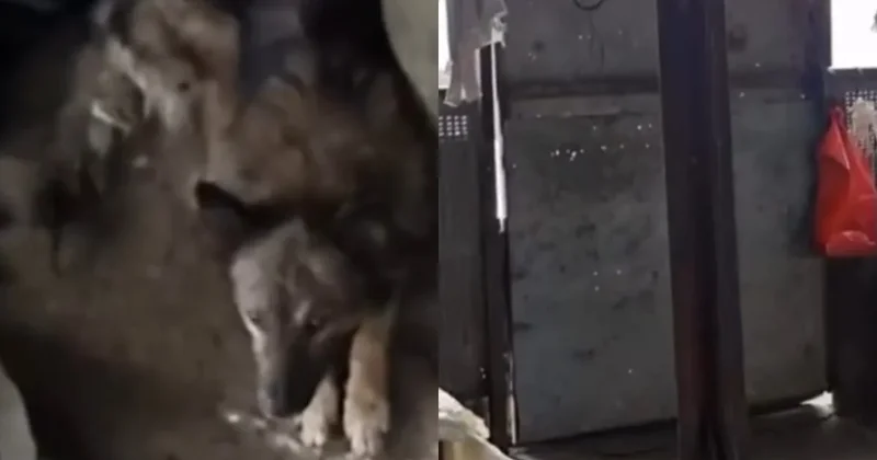 В Сети появилось видео предполагаемого цеха собачьего мяса в Казахстане