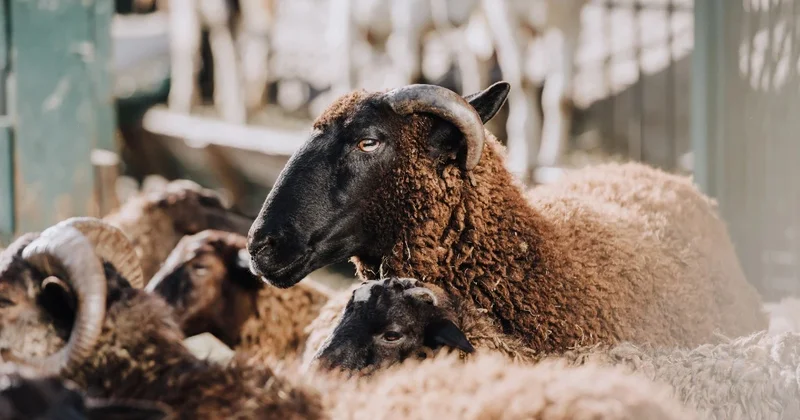 Құрбан айт 2026: Қазақстанда QMDB halal куәлігіне ие қанша қасапшы бар